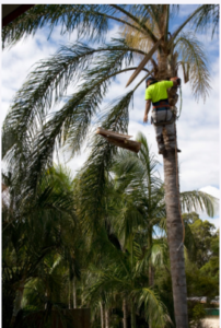 dead palm tree removal Adelaide